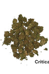 Sale %  !!! Critical !!! 10g nur 25 €