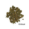 Sale %  !!! Critical !!! 10g nur 25 €