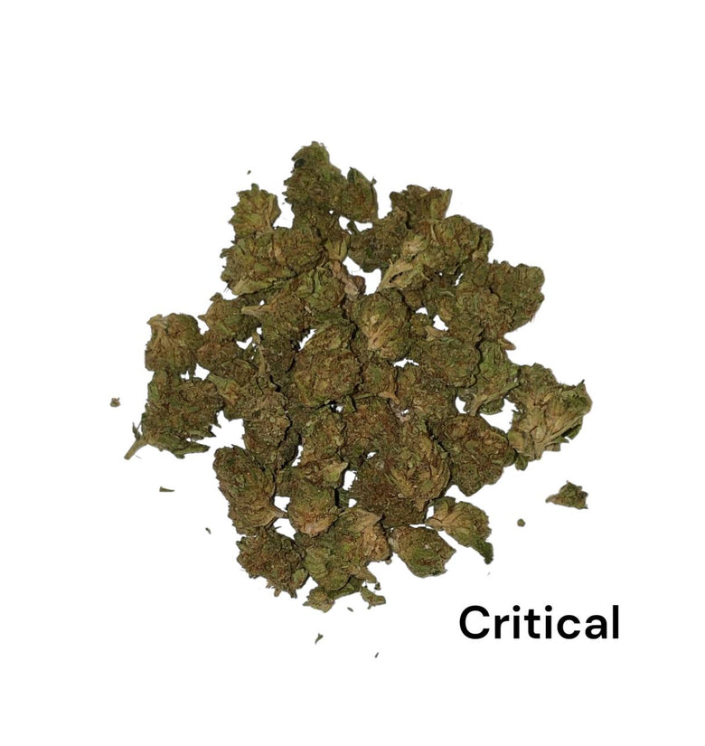 Sale %  !!! Critical !!! 10g nur 25 €