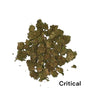 Sale %  !!! Critical !!! 10g nur 25 €