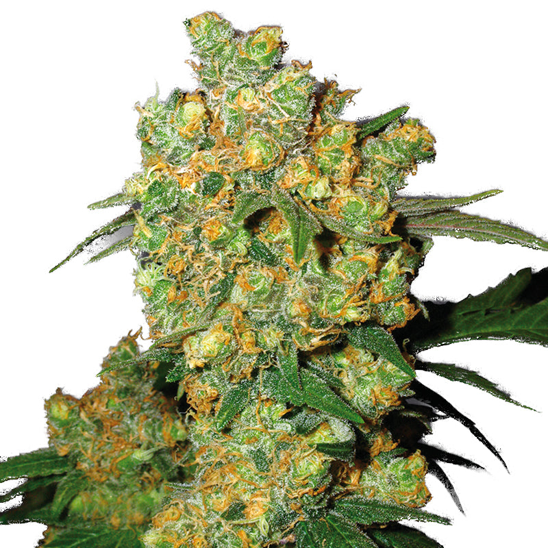 AK47 Autoflowering 3st.