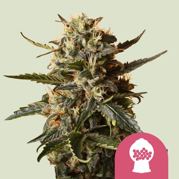 Feminized Samen 3 Stück von Royal Queen Seeds
