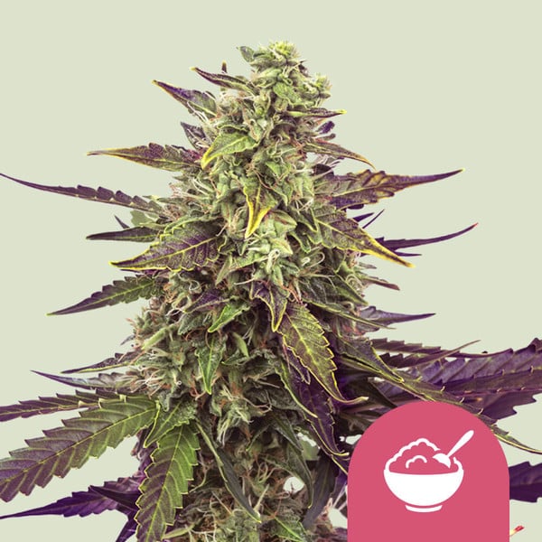Feminized Samen 3 Stück von Royal Queen Seeds