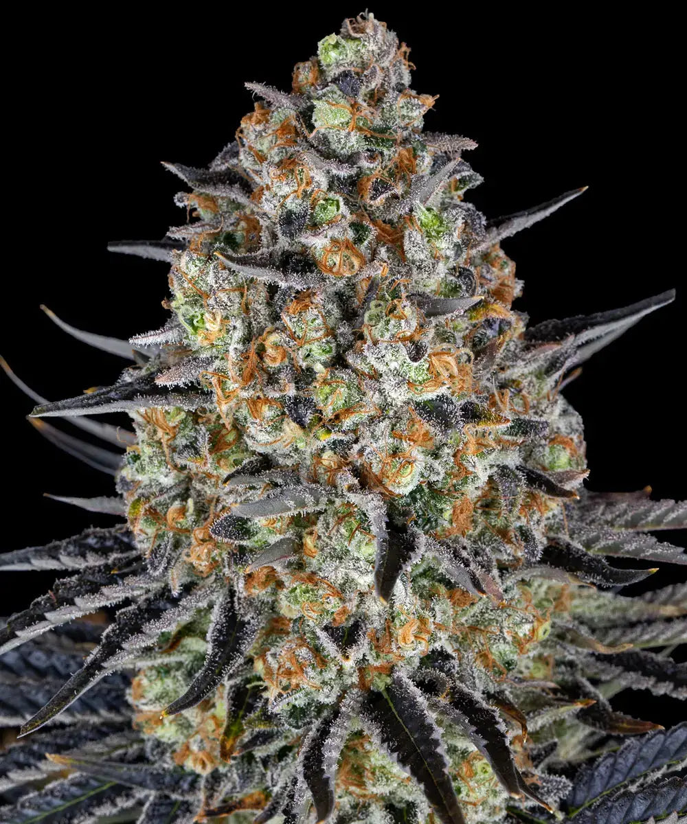 Feminized Samen von Barney's Farm