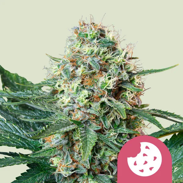 Feminized Samen 3 Stück von Royal Queen Seeds