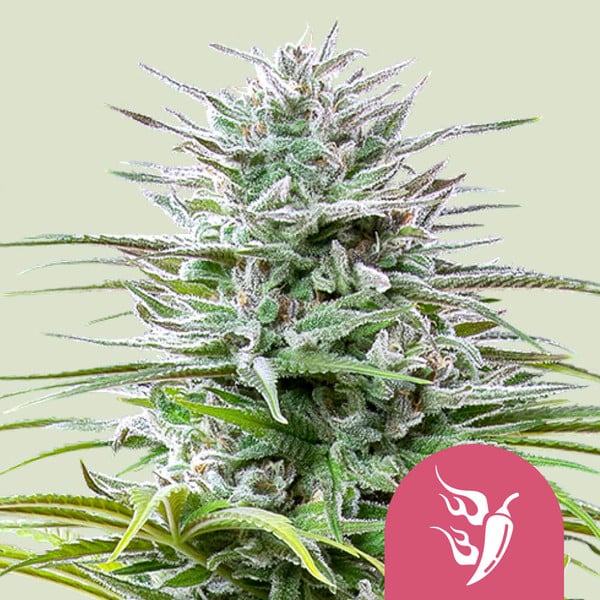 Feminized Samen 3 Stück von Royal Queen Seeds