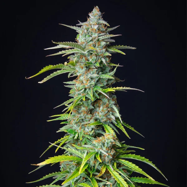 Royal Queen Seeds - Northern Light Automatik 3st.