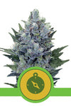 Royal Queen Seeds - Northern Light Automatik 3st.