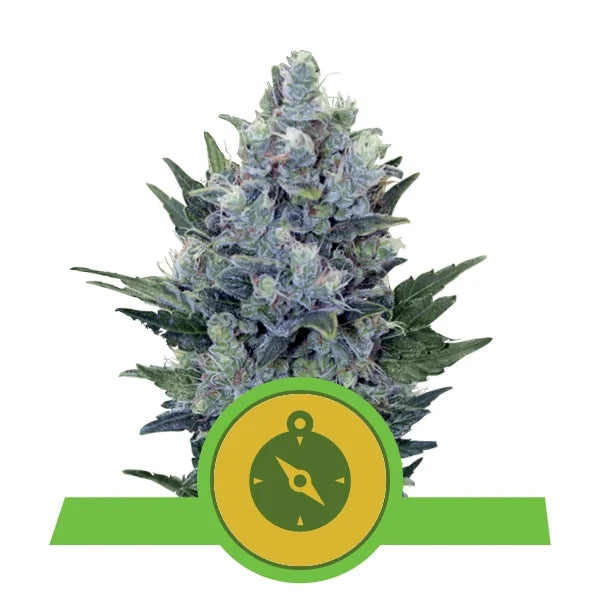 Royal Queen Seeds - Northern Light Automatik 3st.